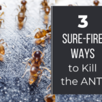 3 sure-fire ways to kill the ANTs