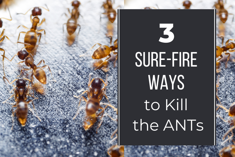 3 sure-fire ways to kill the ANTs