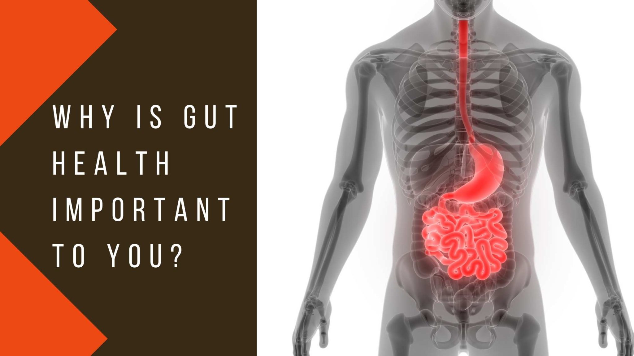 Why Is Gut Health Important To You? - God's Way To Wellness