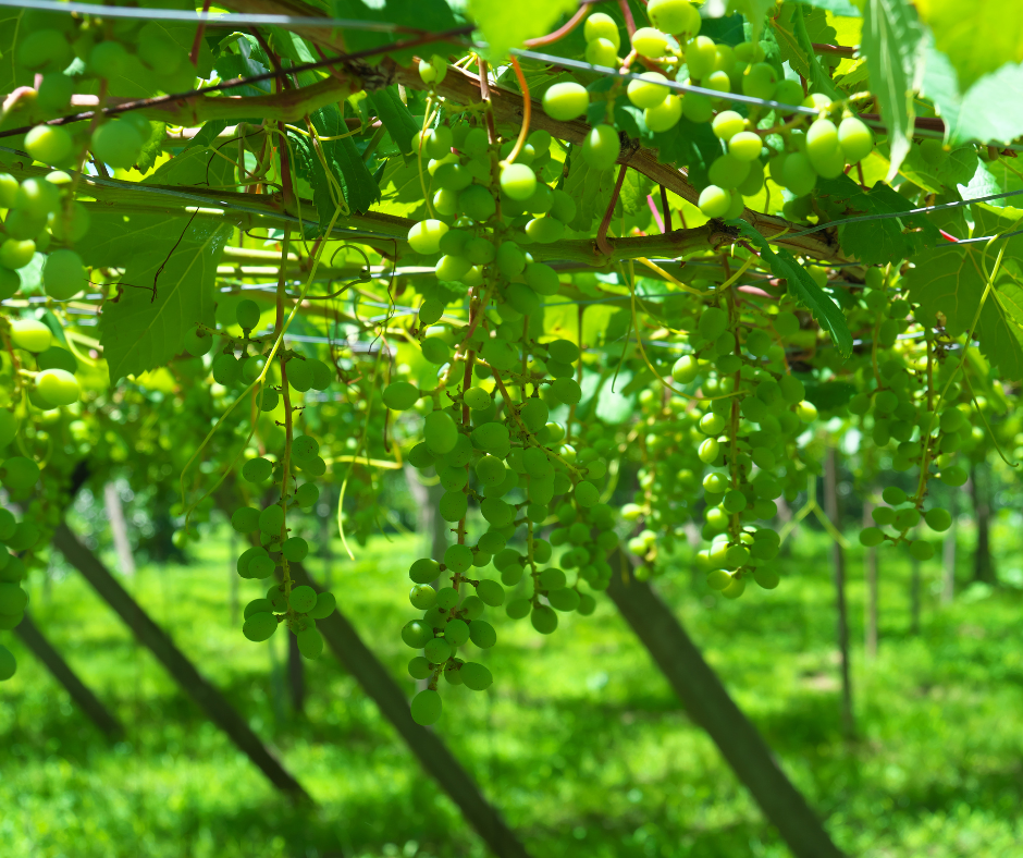 grapes on a trellis