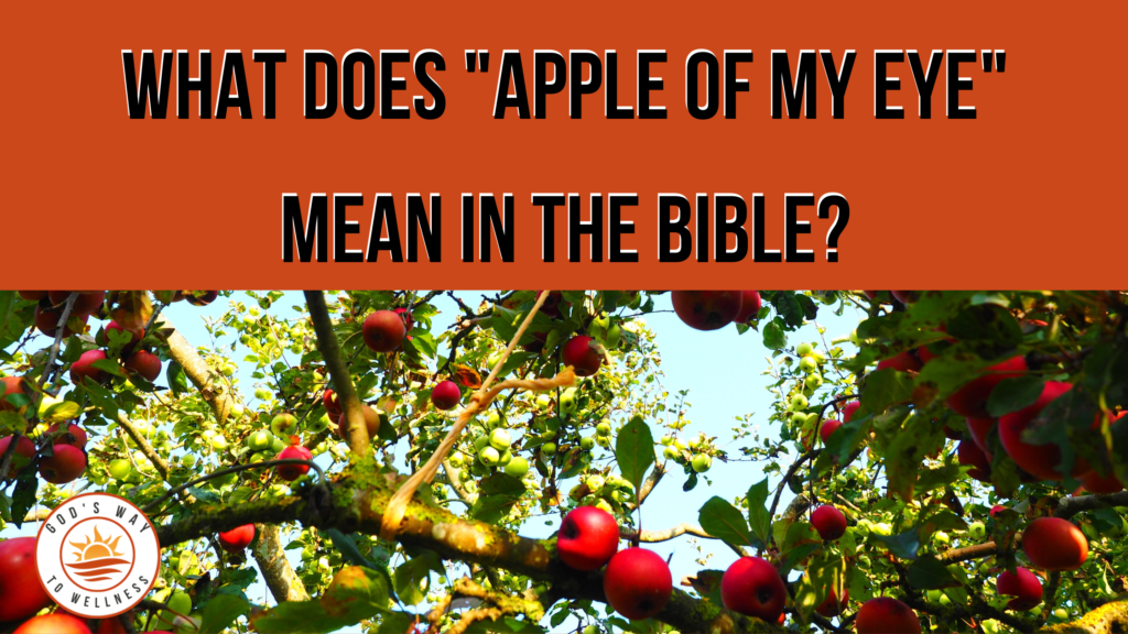 apple of my eye in the Bible. apple of my eye meaning in the Bible